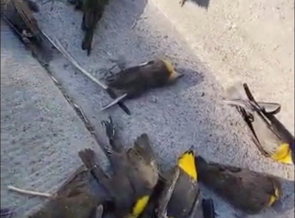 Veja o momento que bando de pássaros sobrevoa cidade e caem mortos