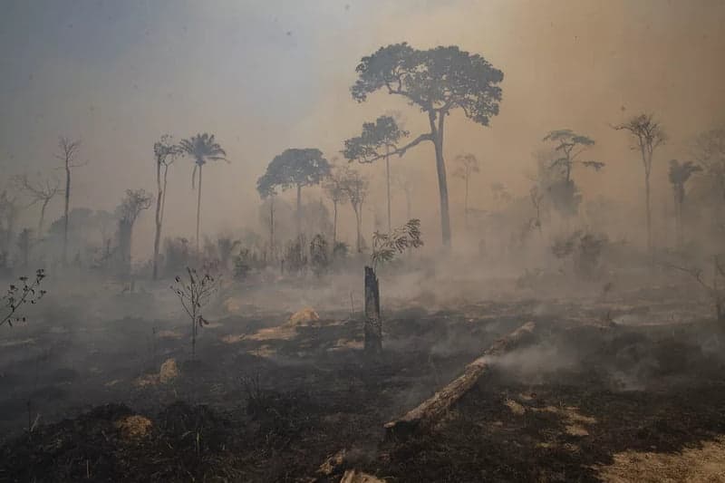 Desmatamento na Amazônia Legal em fevereiro é o maior da série histórica para o mês