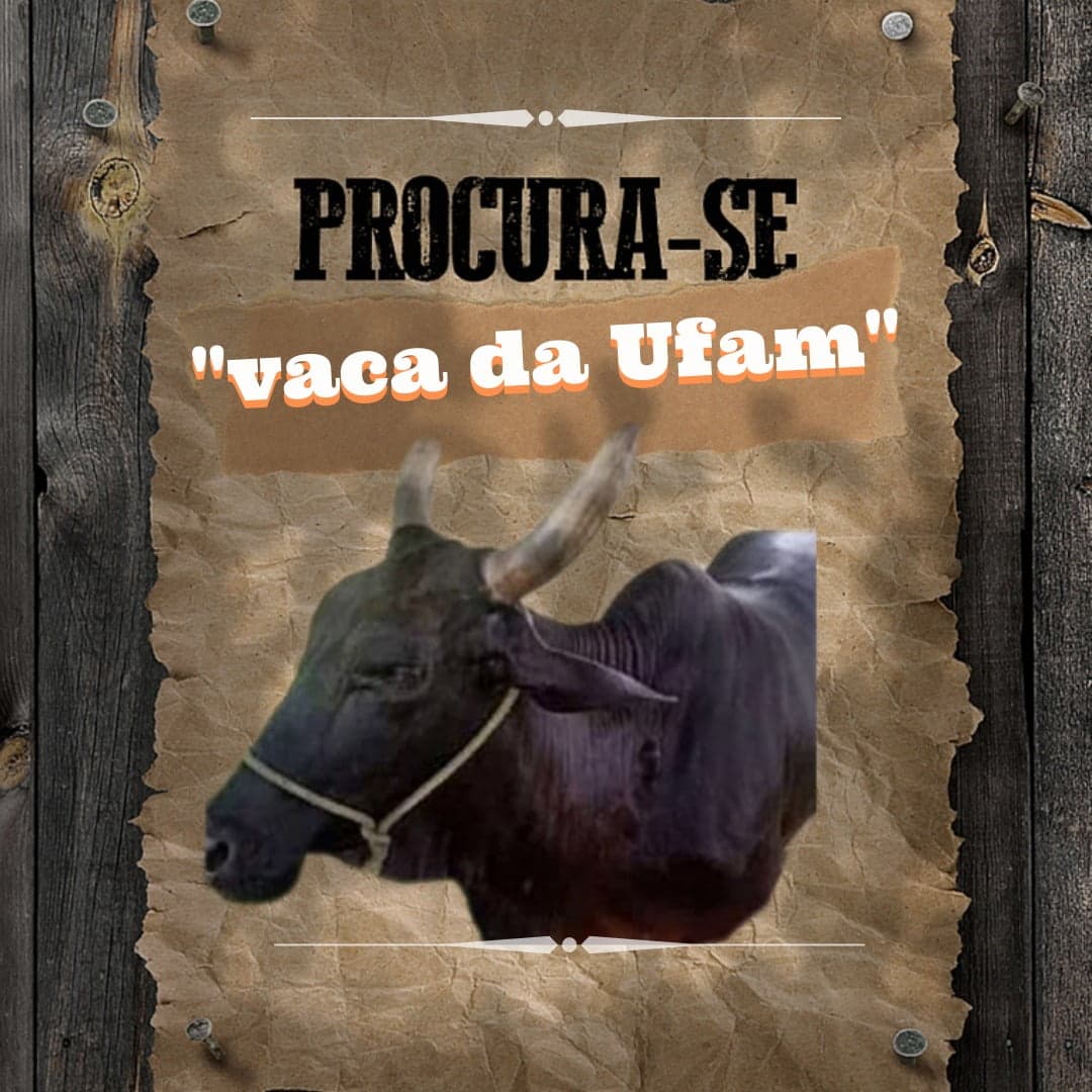 Procura-se Cinderela: Vaca é furtada de fazenda da UFAM em Parintins