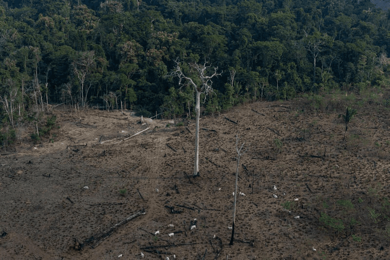 Amazônia perdeu 2 mil campos de futebol por dia em 2022, segundo instituto