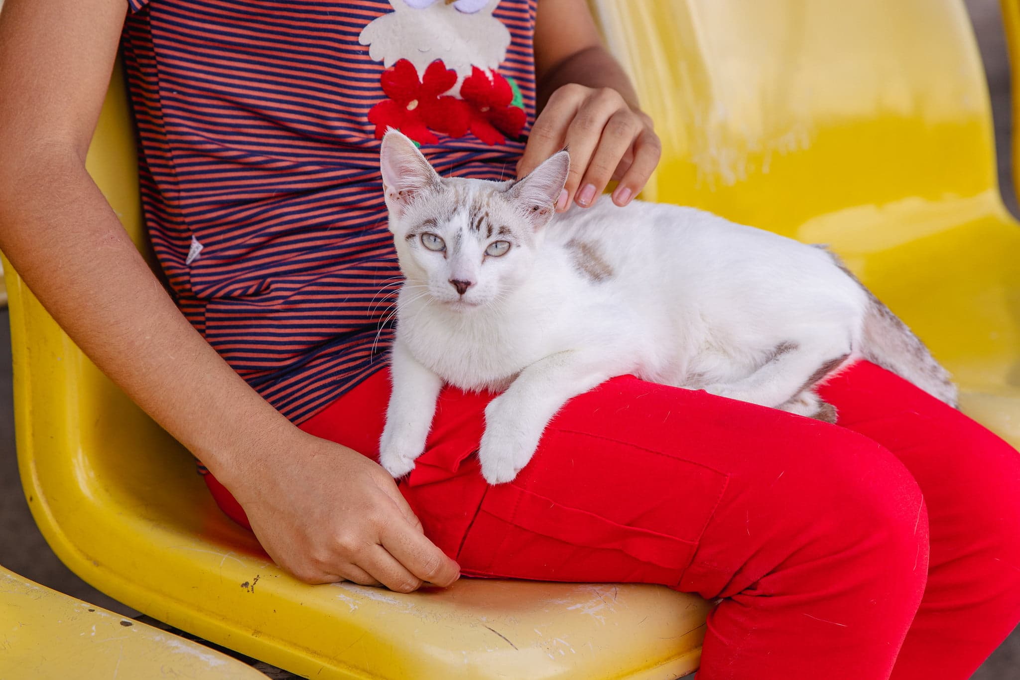 Mais de 200 gatos são castrados para prevenção da esporotricose em Manaus