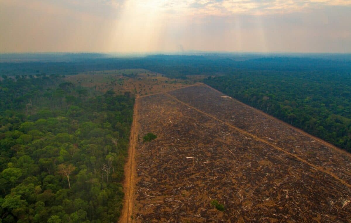 Amazonas é o segundo com maior índice de desmatamento no Brasil