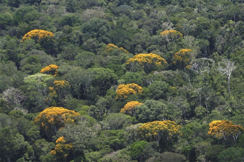 MPF aciona empresa que vende NFTs de áreas da Amazônia