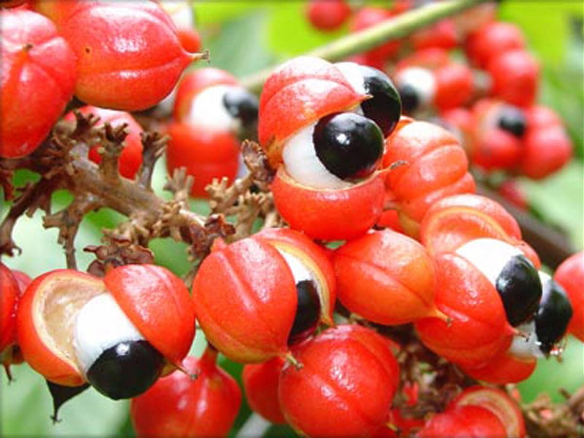 Três formas de tomar guaraná em pó como um amazonense raiz