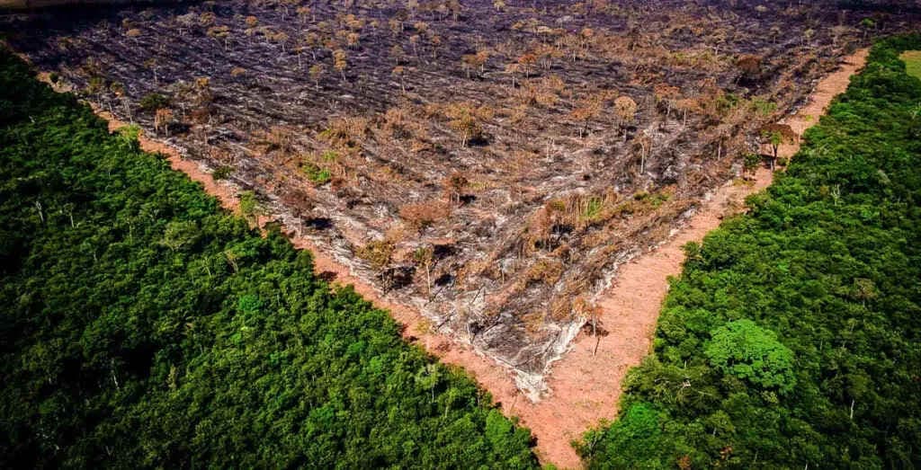 Desmatamento na Amazônia registra maior índice em 15 anos