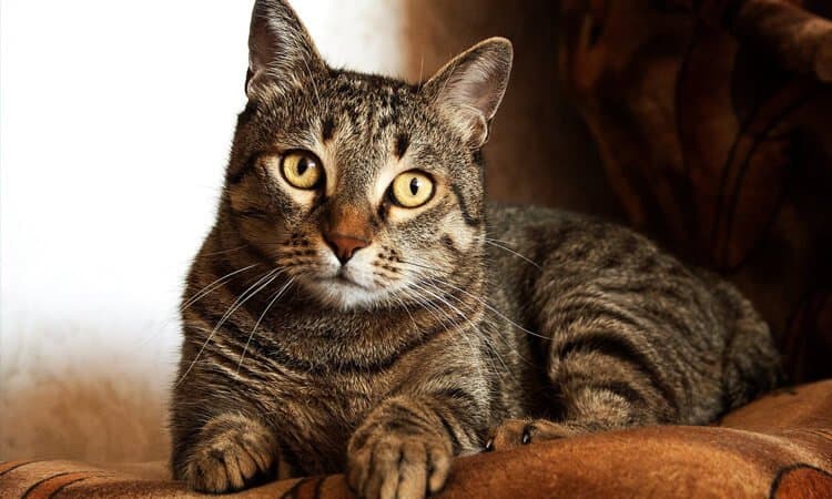 Na Rússia, homem sangra até a morte após ser arranhado por gato