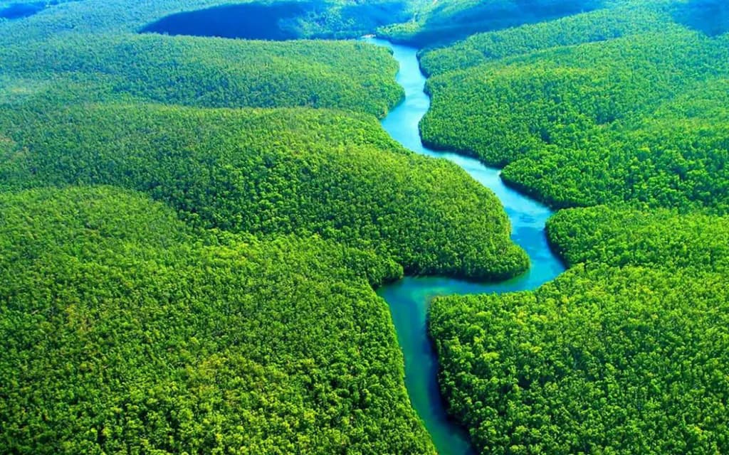 Gigantes da florestas atingem quase 90 metros de altura