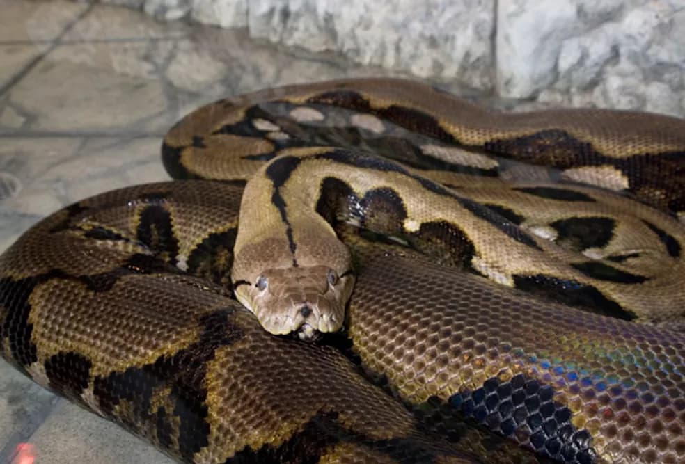 Mulher é engolida por cobra píton na Indonésia