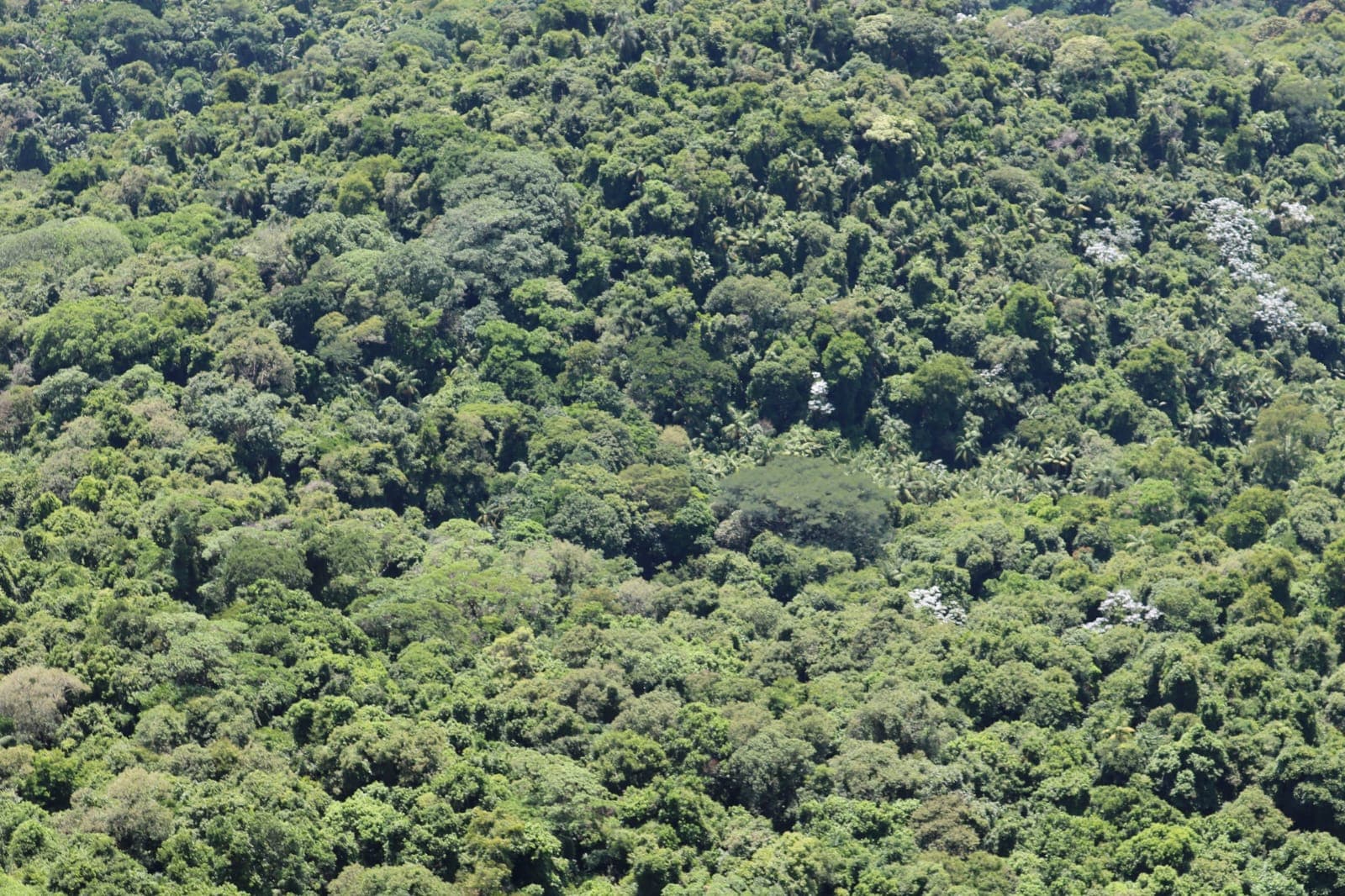 COP27: Gigantes criam empresa de conservação florestal