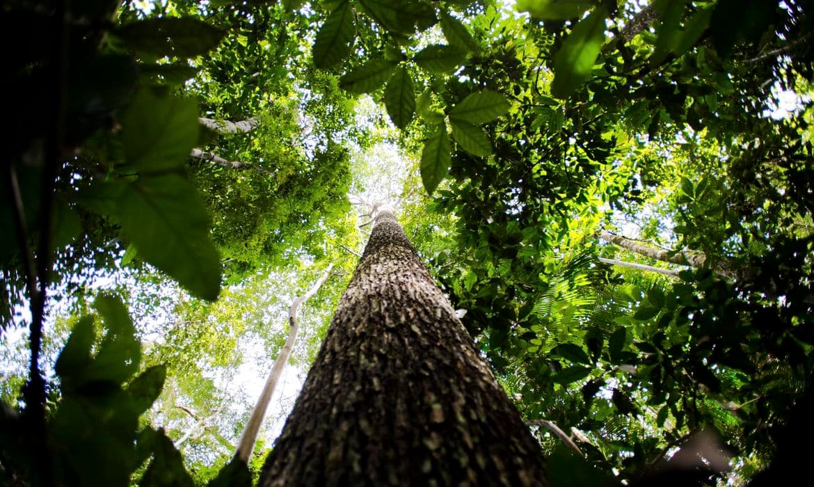 Brasil se une a Indonésia e Congo para preservar florestas