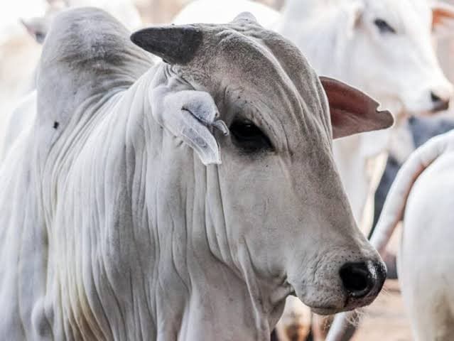 Ministério da Agricultura investiga suspeita de vaca louca