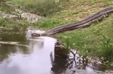 Sucuri é flagrada passeando e tamanho da cobra surpreende. Veja vídeo