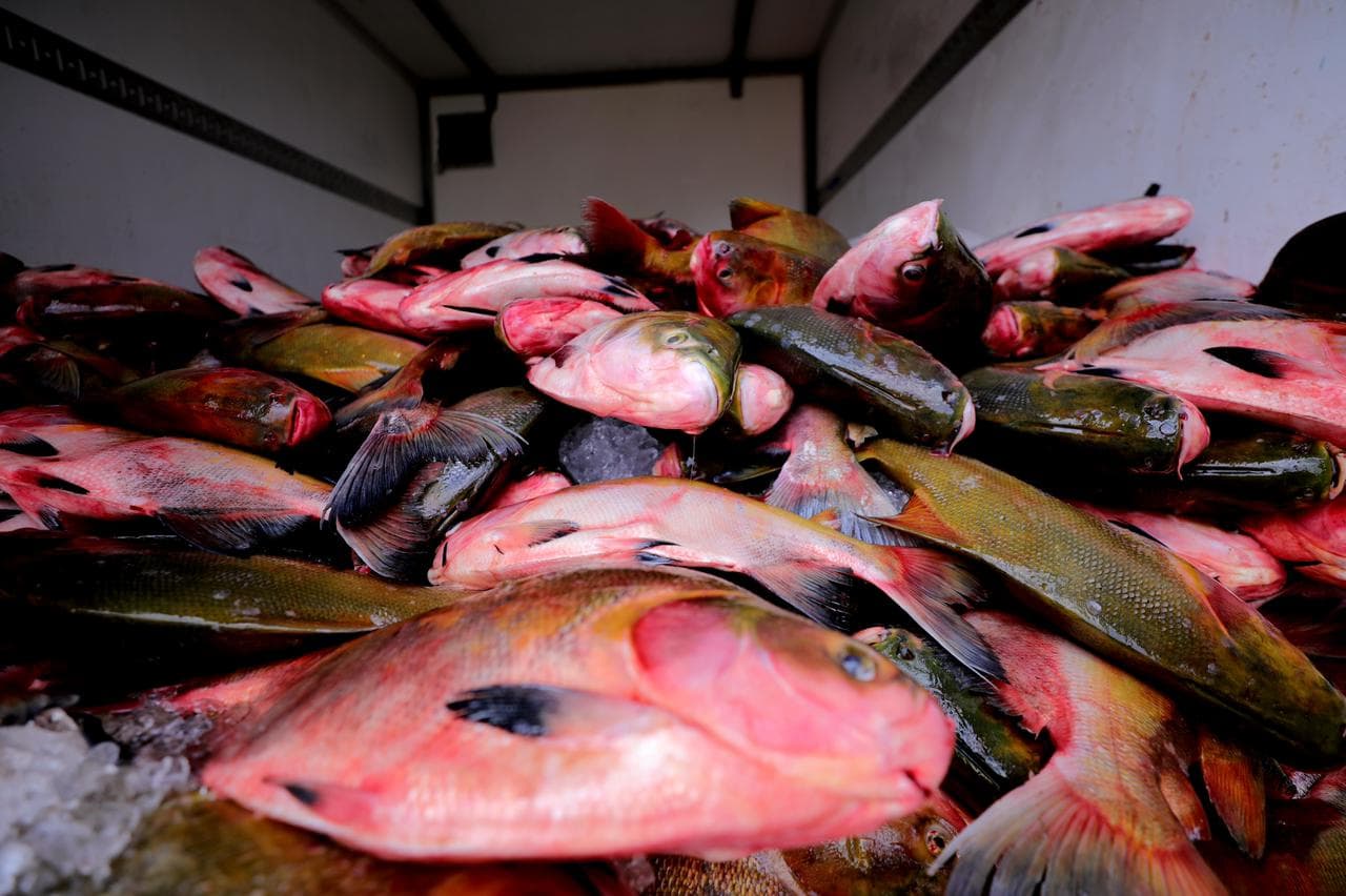 Feirão do Pescado vai oferecer peixe a R$9 o quilo