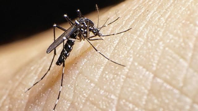 Zika vírus: FVS emite alerta para órgãos de saúde do AM após crescimento de casos