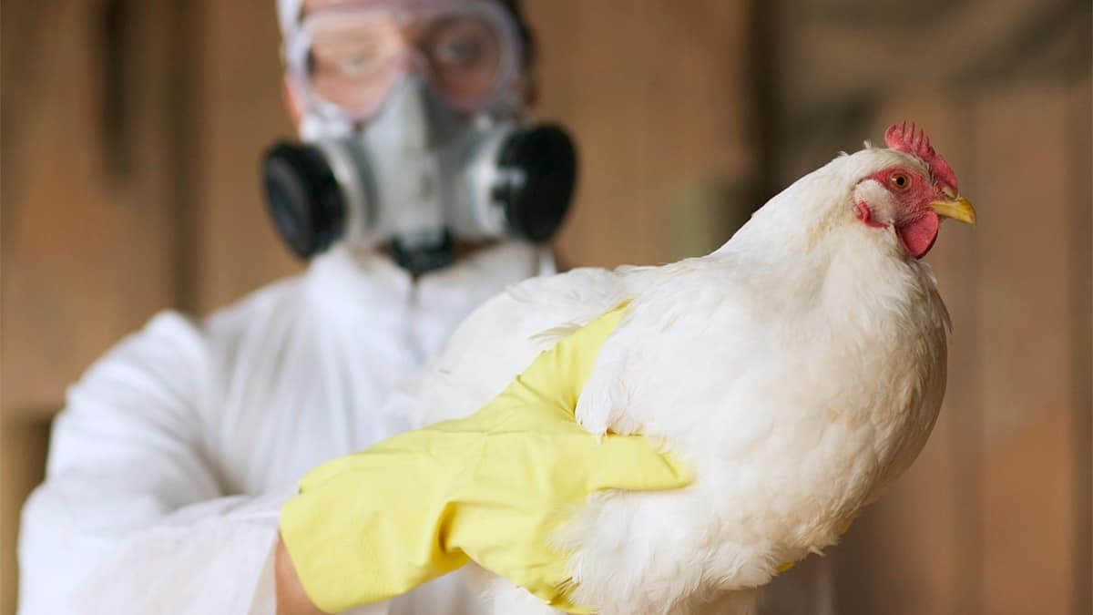 Gripe aviária: Ministério da Agricultura declara emergência zoossanitária por 180 dias; entenda