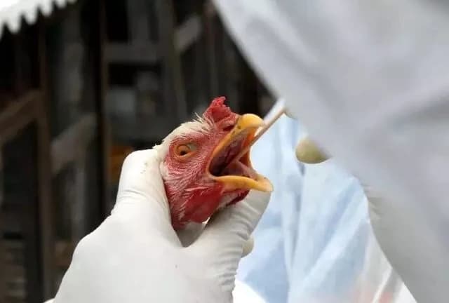 Ministério da Agricultura confirma mais 2 casos de gripe aviária no país