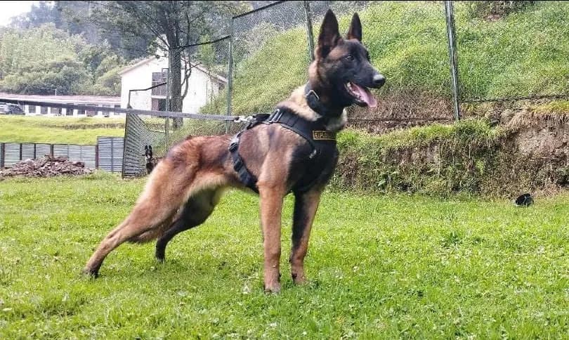 General colombiano diz ser &#8220;pouco provável&#8221; encontrar o cachorro Wilson
