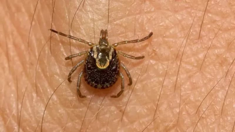 São Paulo confirma mais duas mortes por febre maculosa