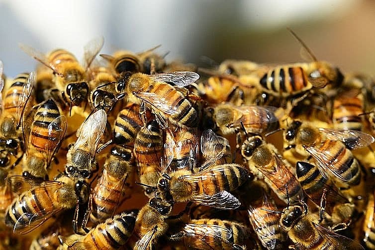 Idoso morre após receber mais de 400 picadas de abelhas em Sergipe