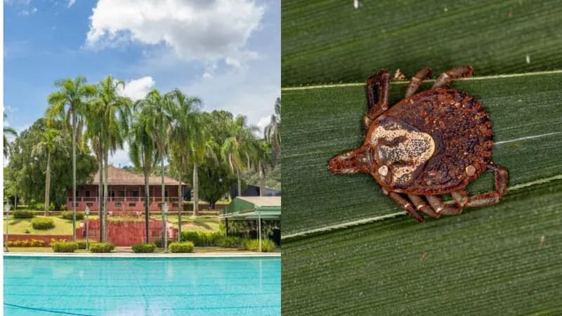 Após 3 mortes por febre maculosa, fazenda é fechada no interior de SP