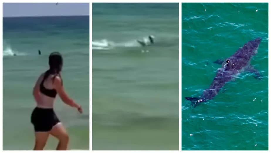 VÍDEO: tubarão assusta banhistas em praia na Flórida