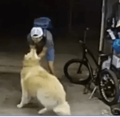 VÍDEO: ladrão interrompe furto para fazer carinho em cão e cena viraliza; &#8220;Você é tão legal&#8221;