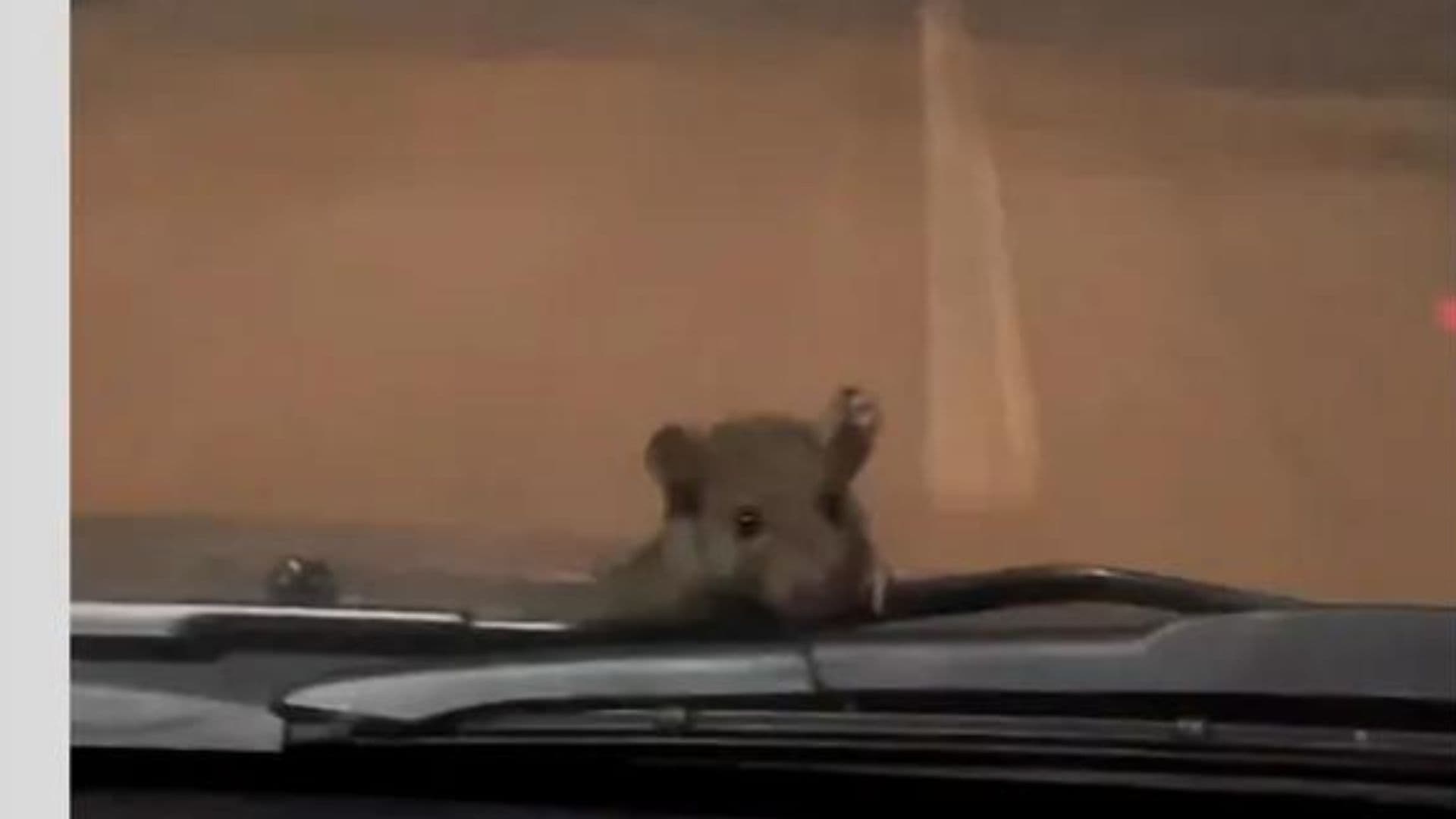 VÍDEO: Rato escala carro em movimento e dá susto em mãe e filha: &#8220;Ele que se segure&#8221;