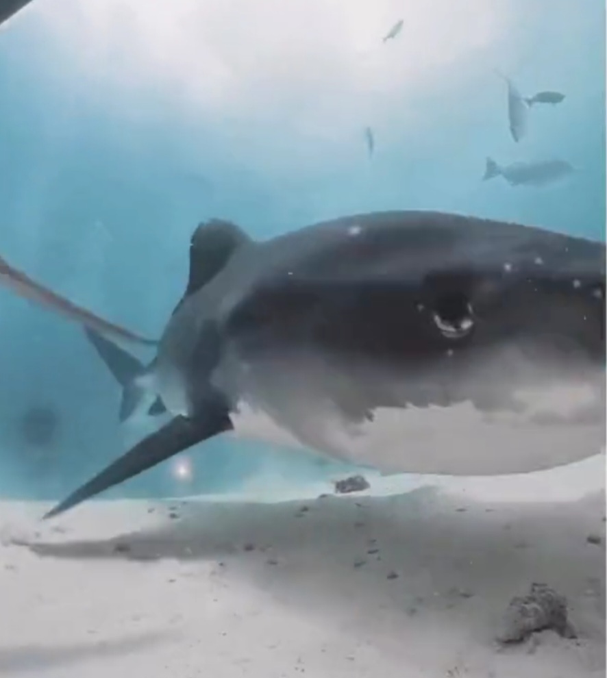 VÍDEO: Tubarão engole câmera e imagens mostram o animal por dentro