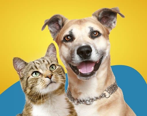 Castração de cães e gatos: veterinário explica as principais vantagens do procedimento