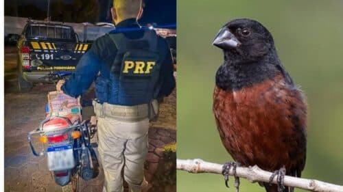 PRF prende motociclista com pássaro silvestre &#8220;Curió&#8221;, no interior do Amazonas