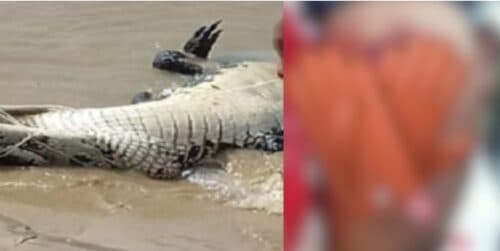 Pescador tem parte da perna arrancada após ser mordido por jacaré, no AM