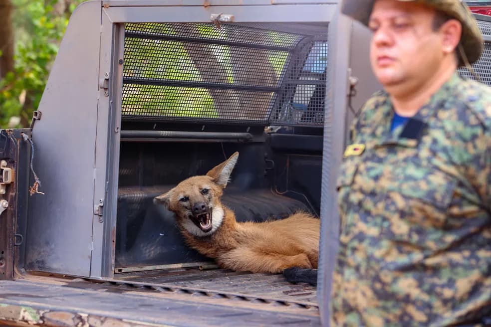 Loba é resgatada com patas quebradas depois de ser atropelada, em Palmas