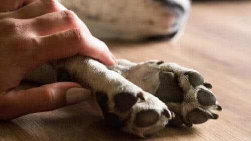 Homem é preso por jogar filhote de cachorro do 2º andar de residência, em Manaus