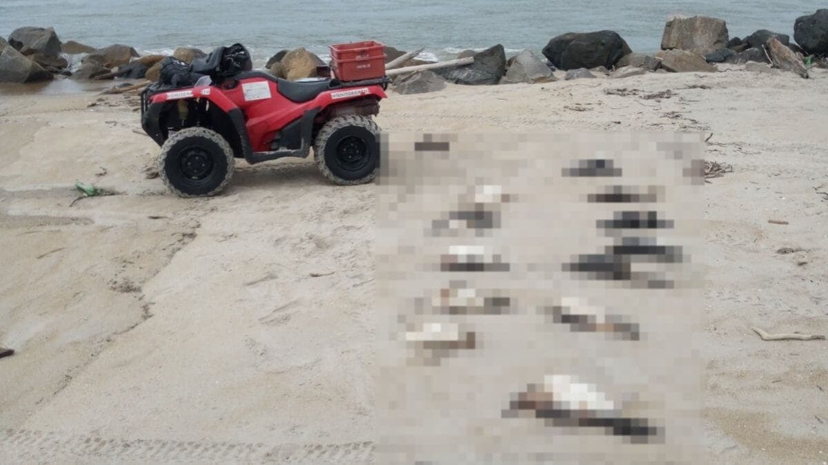 Mais de 300 pinguins são encontrados mortos em praias após ciclone
