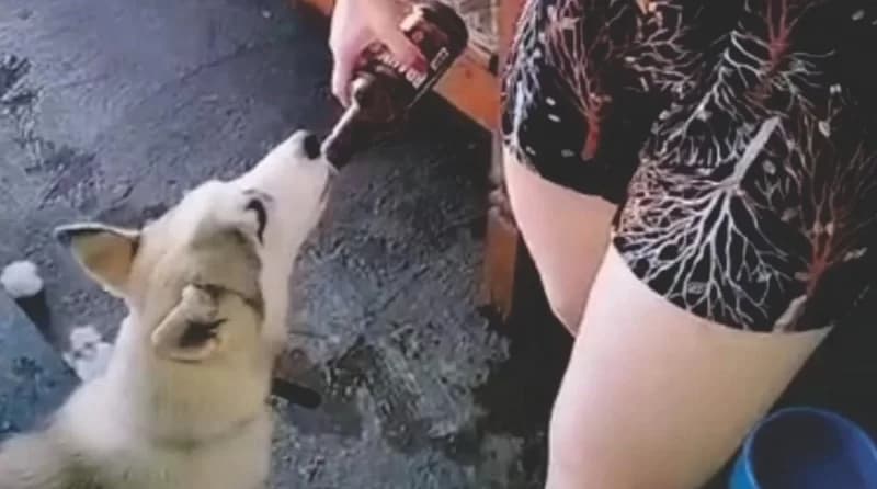 Mulher posta vídeo dando cerveja a cão e leva multa de R$ 3 mil