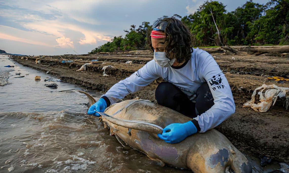 Instituto Mamirauá aponta 141 botos mortos no Lago de Tefé