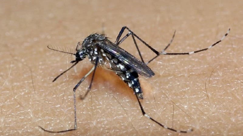 EUA desenvolvem primeira vacina contra chikungunya