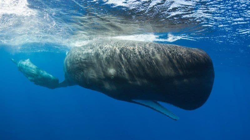 Ilha no Caribe fará a primeira reserva de baleias do mundo