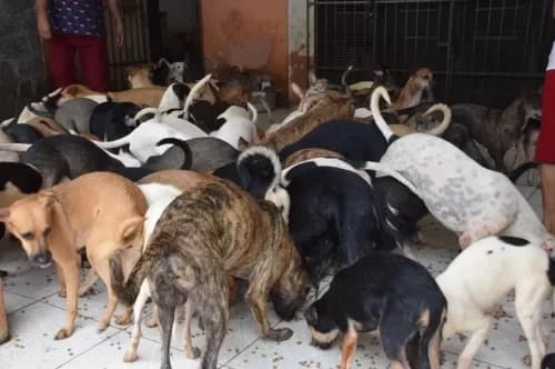 Idosa morre e tem o corpo  devorado pelos próprios cachorros, no Maranhão