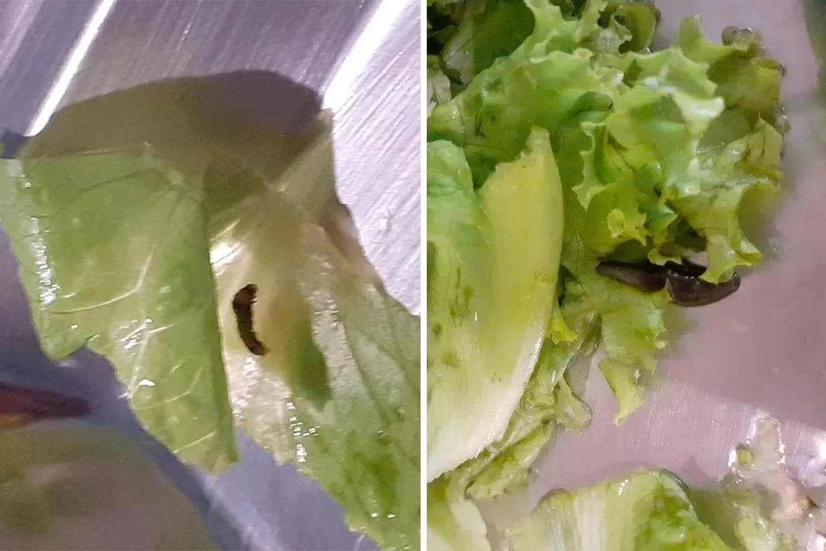 VÍDEO: Alunos paralisam universidade em SP após acharem larvas na comida