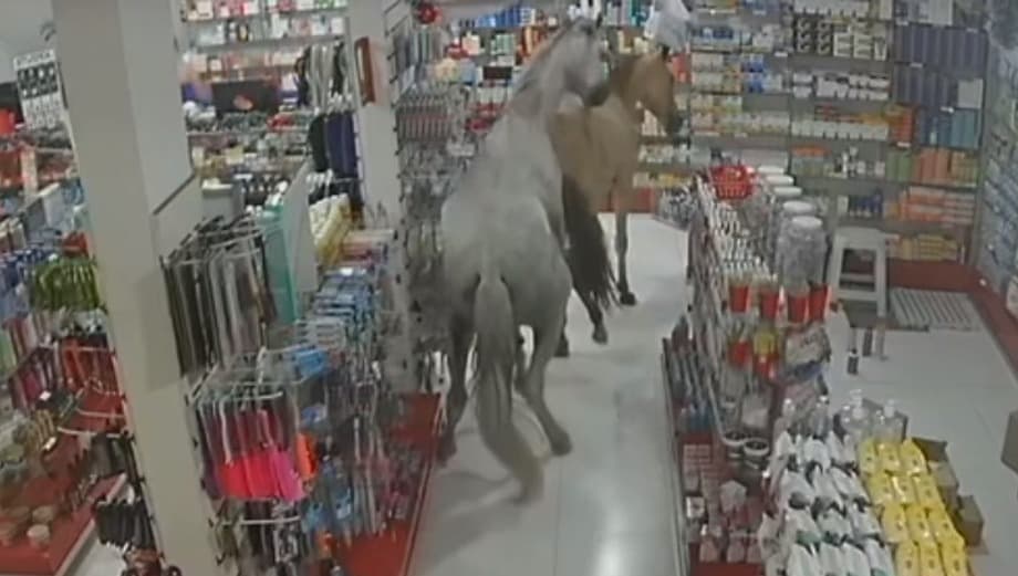 VÍDEO: Cavalos invadem farmácia no RJ e provocam confusão