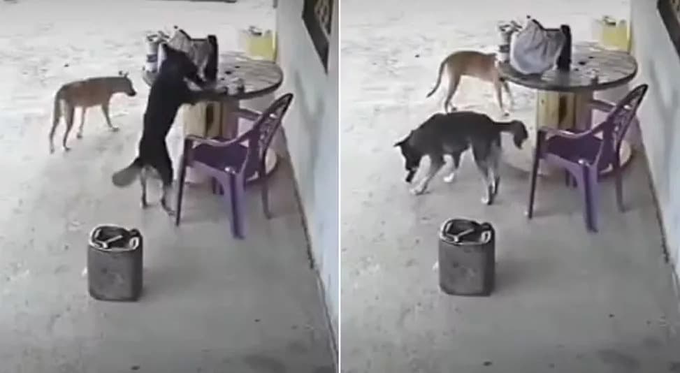 VÍDEO: &#8220;Cãodrilha&#8221; ataca no Ceará, vira-lata &#8220;rouba&#8221; celular e foge