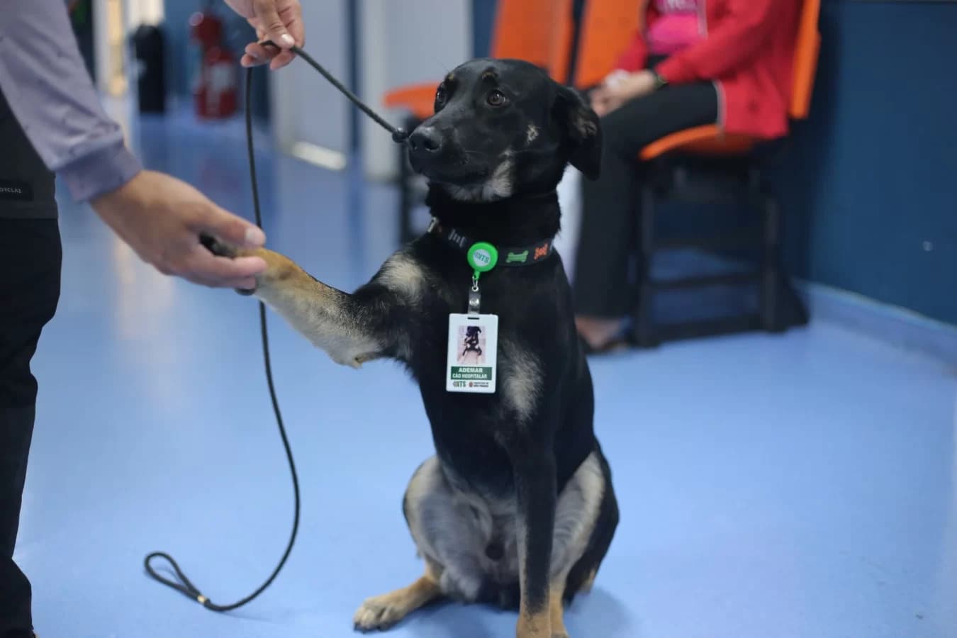 Hospital de SP adota vira-lata, que se torna o 1º &#8220;cão hospitalar&#8221; da rede de saúde