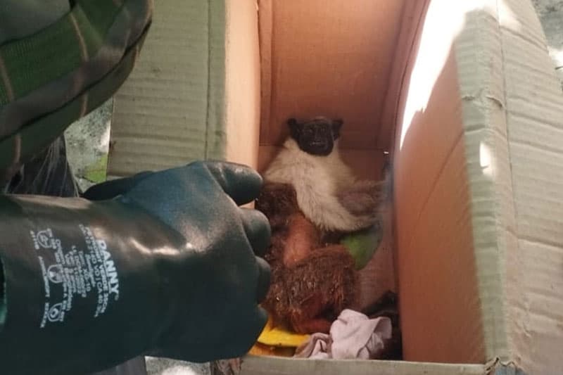 Sauim-de-coleira é resgatado após sofrer choque elétrico em poste