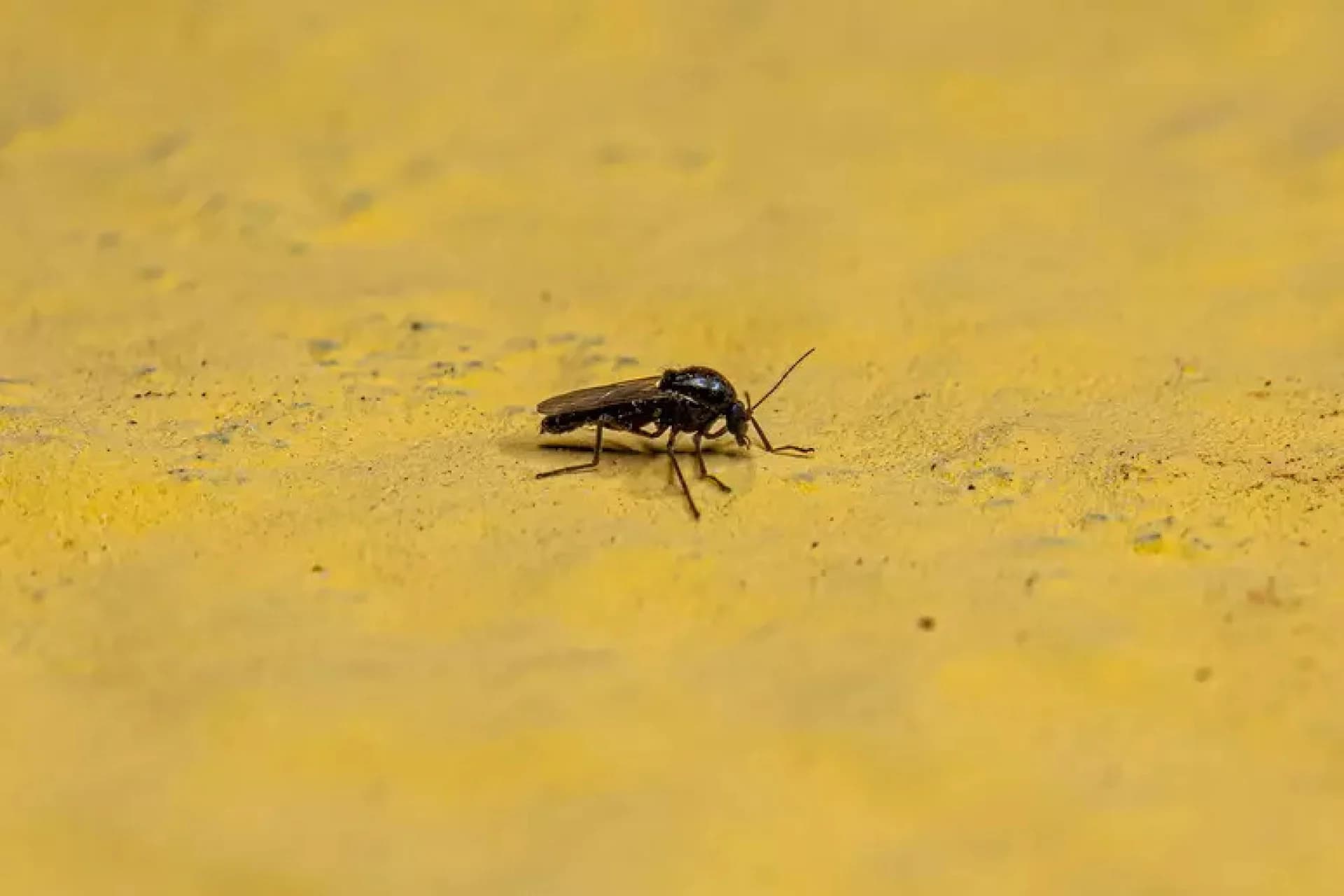 RJ registra caso de febre oropouche em morador que viajou ao AM