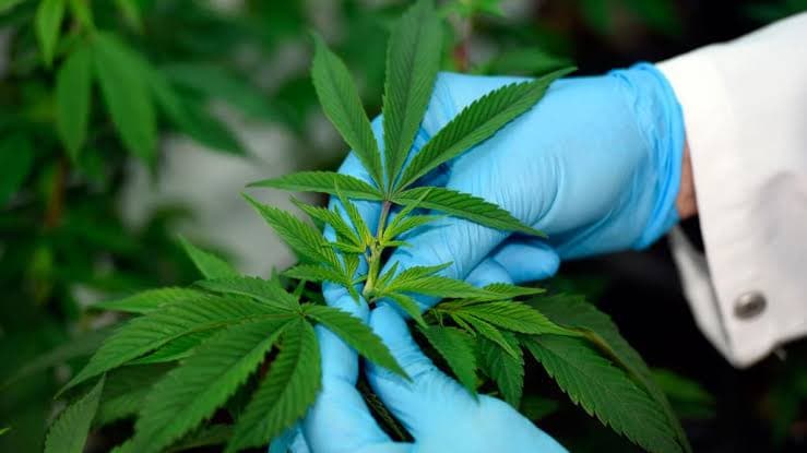 Senado Federal votará PEC das Drogas nesta quarta (13)