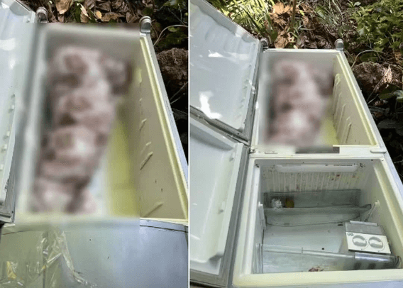 Mulher encontrada morta em geladeira foi assassinada por genro e filha em Maceió
