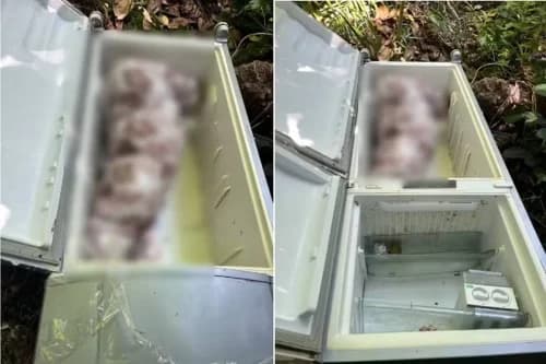 Mulher é encontrada morta em geladeira e teria sido assassinada por genro e filha, em Alagoas