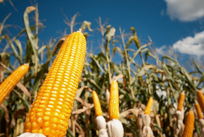 Brasil virou “celeiro do mundo” e lidera exportações mundiais de sete alimentos, segundo BTG
