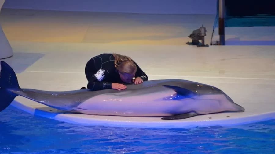 Golfinho morre após se sufocar com alga artificial em zoológico na Suécia